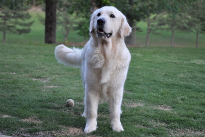 English Cream Golden Retriever Puppies for Sale -  Int CH Dream Max Lugo CCA CGC "Luke"