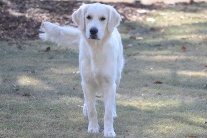 English Golden Retriever Breeders - Eva