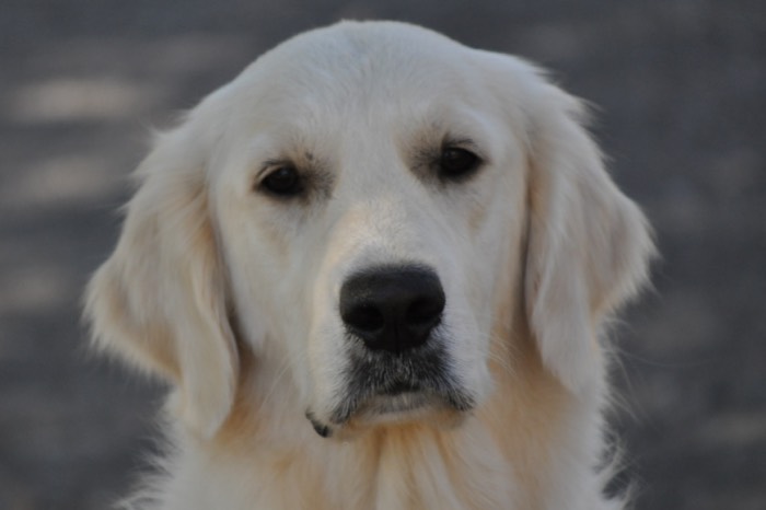 English Golden Retriever - Summer Brook Keep Smiling