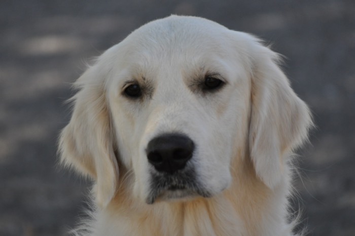 English Cream Golden Retriever - Summer Brook Keep Smiling