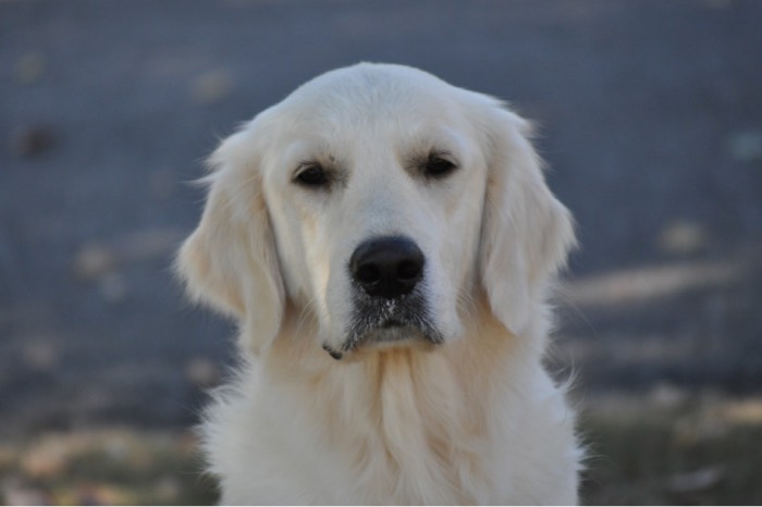 English Cream Golden Retriever Adults - Eva
