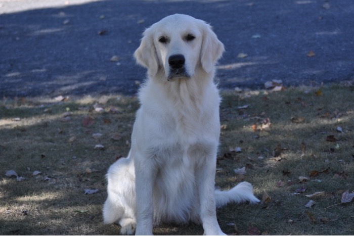 English Cream Golden Retriever Breeders - Eva