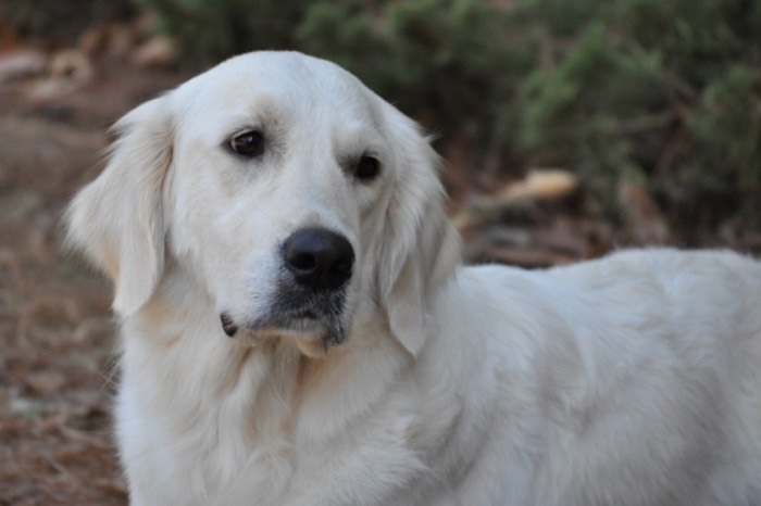 English Golden Retriever Breeders - Eva