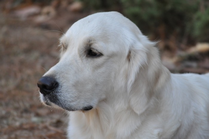 Eva - English Golden Retriever Breeders