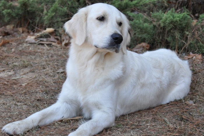 English Cream Golden Retriever Puppies for Sale - Eva