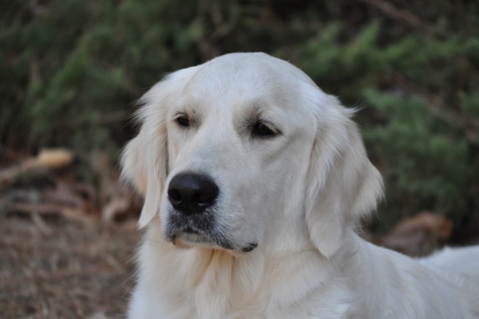 Eva - English Cream Golden Retriever Puppies for Sale