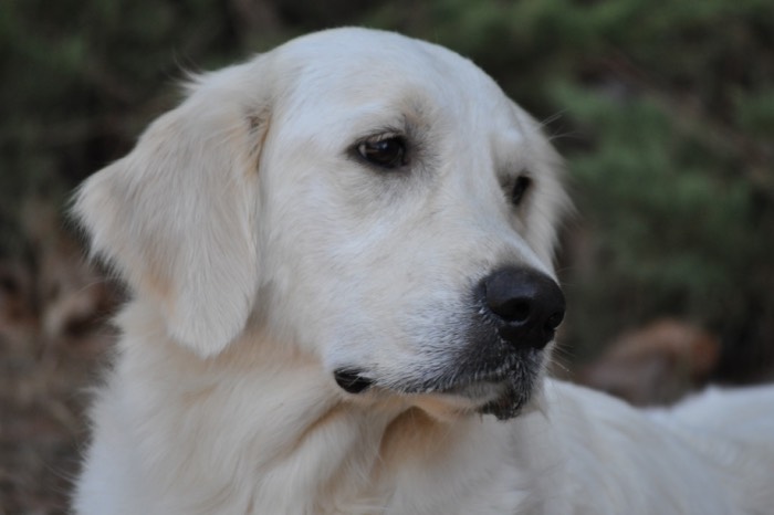 Summer Brook Keep Smiling - English Cream Golden Retriever