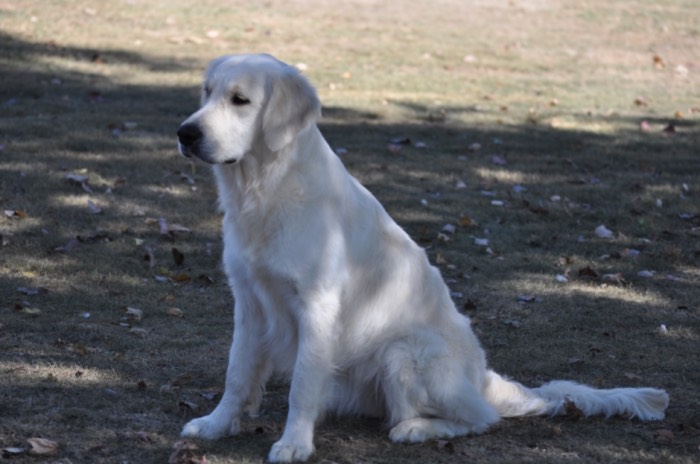 Summer Brook Keep Smiling - English Golden Retriever