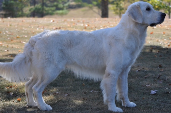 English Golden Retriever - Summer Brook Keep Smiling RA CGC