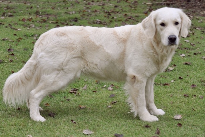 Summer Brook Nothing But Love CDX RE CGC "Tara" - English Cream Golden Retriever Puppies for Sale