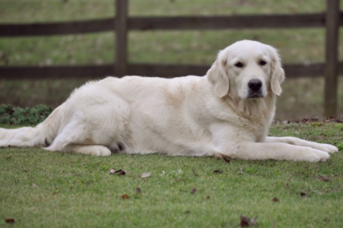 Summer Brook Nothing But Love CDX RE CGC "Tara" - English Golden Retriever Puppies for Sale