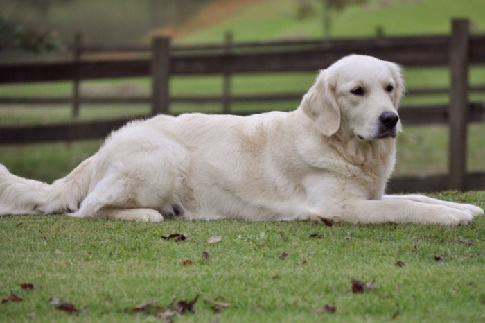 English Golden Retriever Puppies for Sale - Summer Brook Nothing But Love CDX RE CGC "Tara"