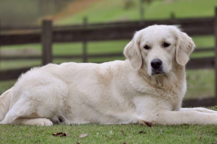 Tara - English Cream Golden Retriever breeders