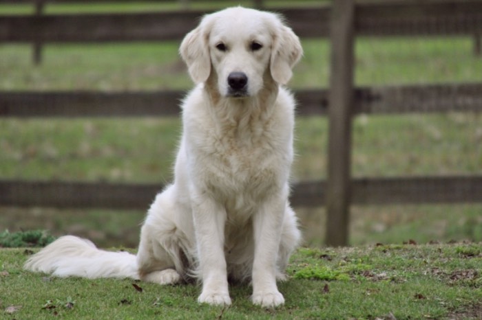 English Cream Golden Retriever Breeders - Tara