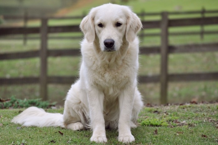 English Golden Retriever Puppies for Sale - Summer Brook Nothing But Love CDX RE CGC