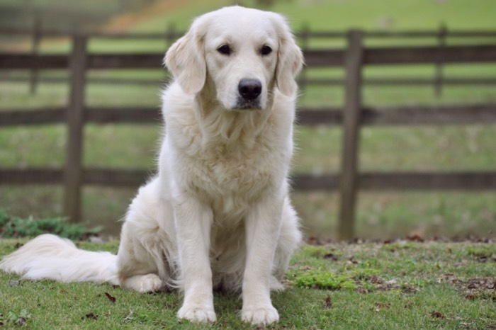 Summer Brook Nothing But Love CDX RE CGC - English Golden Retriever Puppies for Sale