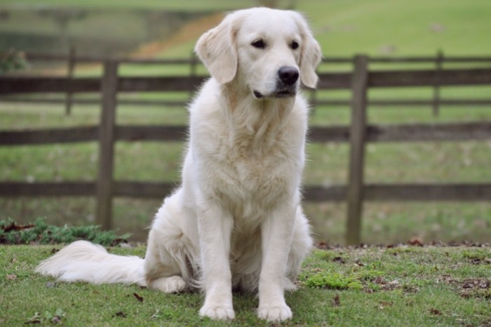 Summer Brook Nothing But Love CDX RE CGC - English Cream Golden Retriever Puppies for Sale