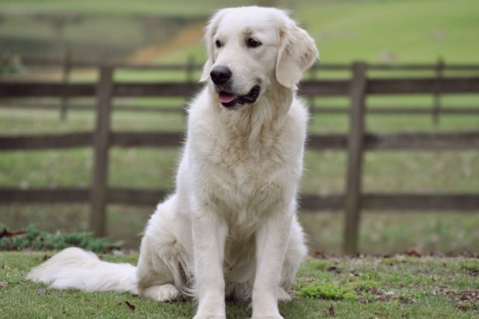 Summer Brook Nothing But Love CDX RE CGC - English Cream Golden Retriever Breeders