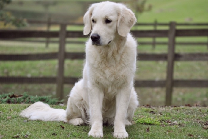 Summer Brook Nothing But Love CDX RE CGC - English Golden Retriever Breeders