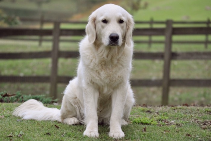 English Golden Retriever Breeders - Summer Brook Nothing But Love CDX RE CGC