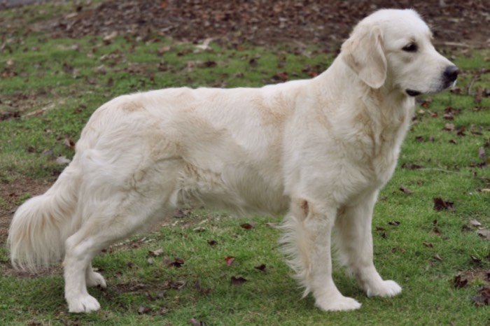 English Golden Retriever Breeders - Tara