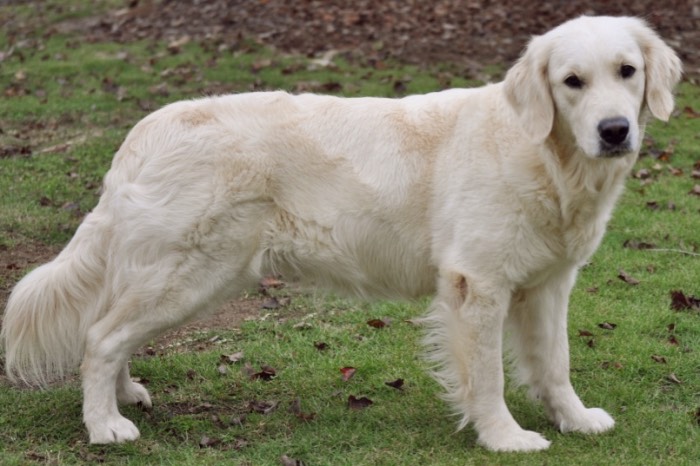 Tara - English Golden Retriever Breeders