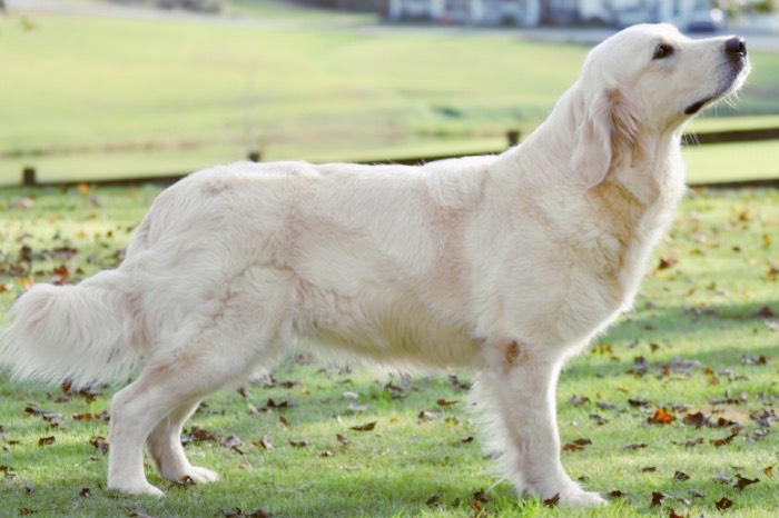 English Golden Retriever Breeders