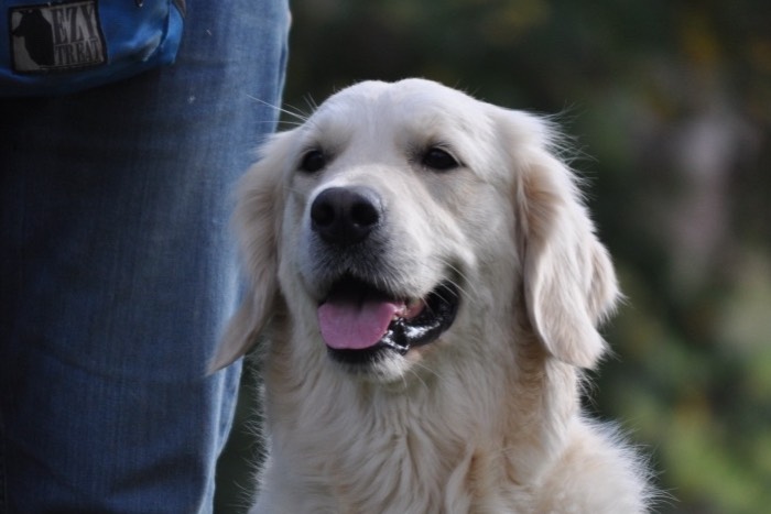 Tara - English Cream Golden Retriever Breeders