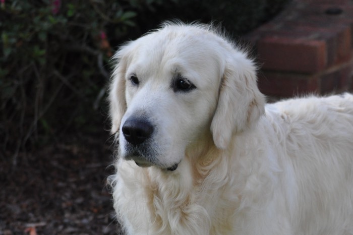 English Golden Retriever Breeder - Luke