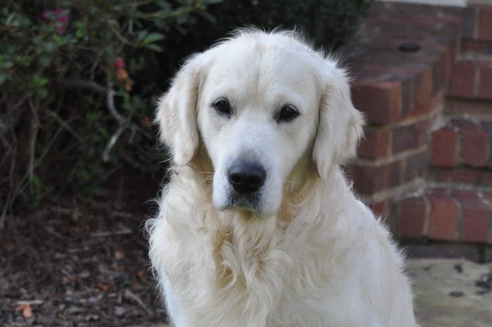 Int CH Dream Max Lugo CCA CGC - English Golden Retriever Breeder