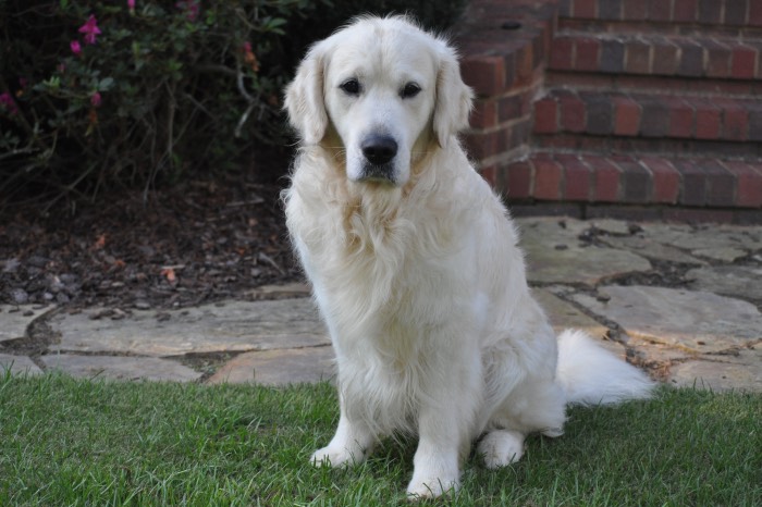 English Golden Retriever Breeder - Int CH Dream Max Lugo CCA CGC