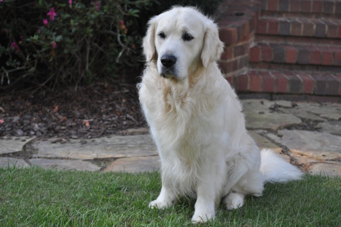 English Cream Golden Retriever Breeder - Int CH Dream Max Lugo CCA CGC