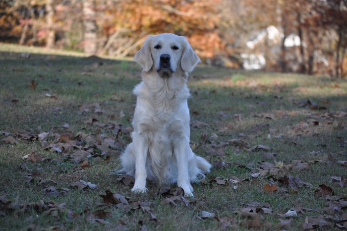 Piper - English Cream Golden Retriever Breeders