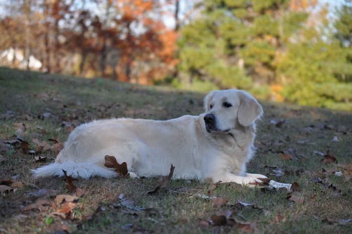 Piper at 3 years