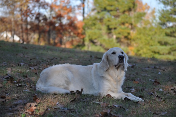 Piper at 3 years