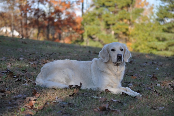 Piper at 3 years