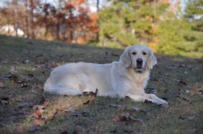 Piper at 3 years