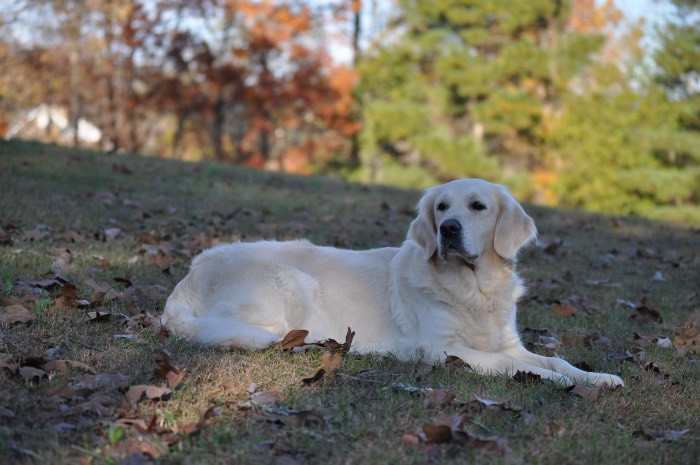 Piper at 3 years