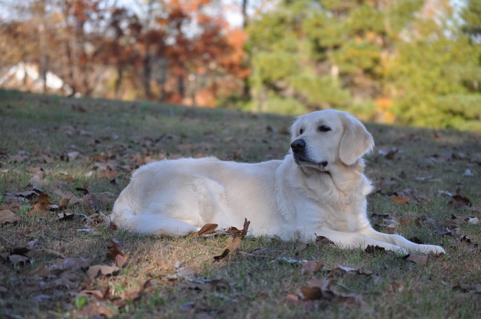 Piper at 3 years