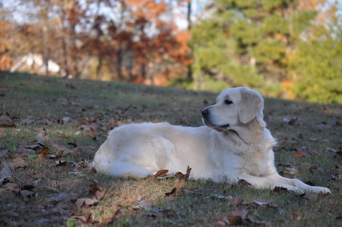 Piper at 3 years