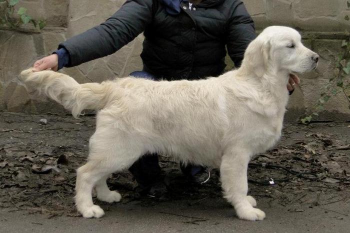 English Cream Golden Retriever Adult Dogs