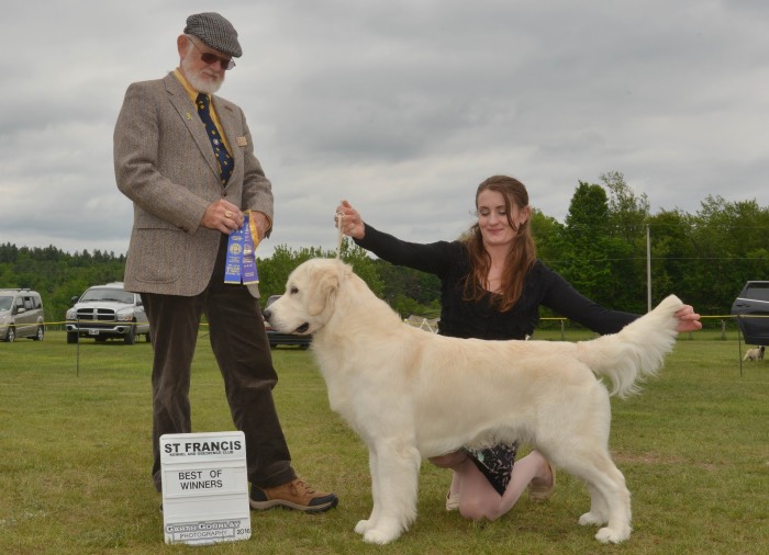 Luke - English Cream Golden Retrievers - Breeders