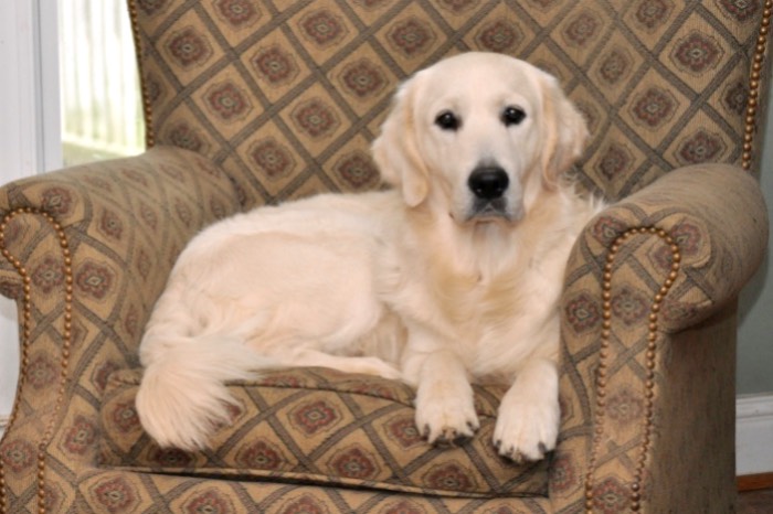 An English Golden Retriever, Luke