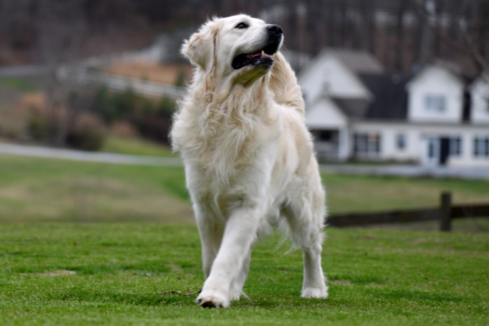 Luke - English Cream Golden Retriever Breeder