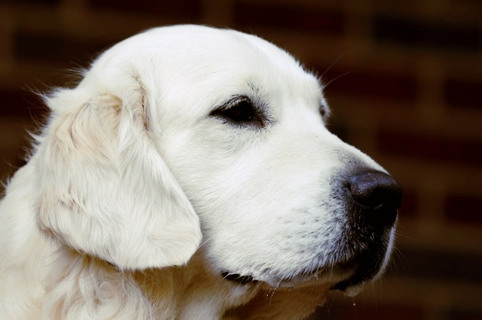 English Cream Golden Retriever Breeder - Luke