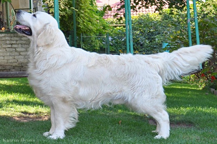 English Cream Golden Retrievers