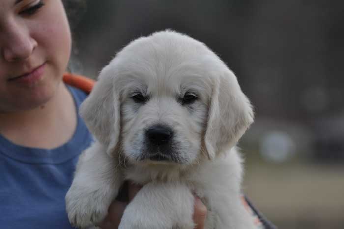 English Cream Golden Retriever puppies for sale