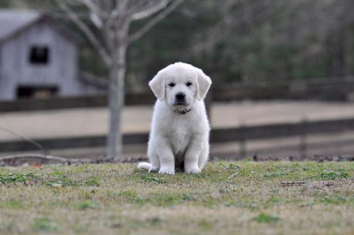 English cream sale puppies