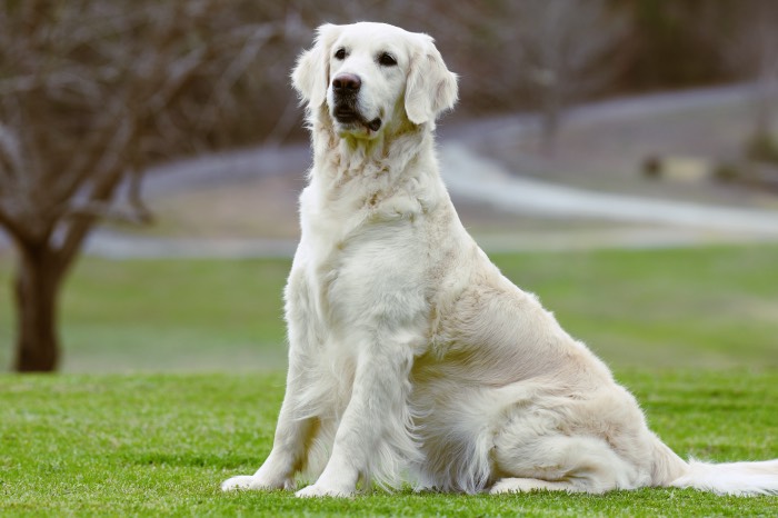Summer Brook Keep Smiling RA CGC "Eva" - English Golden Retriever