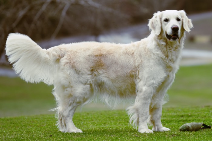 english cream golden retriever full grown